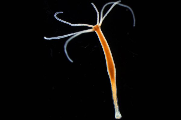 Кракен шоп это