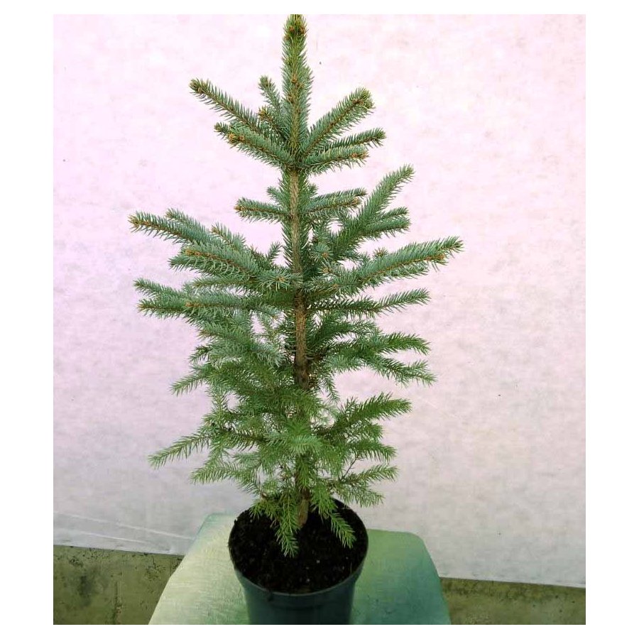 Сайт kraken зеркала